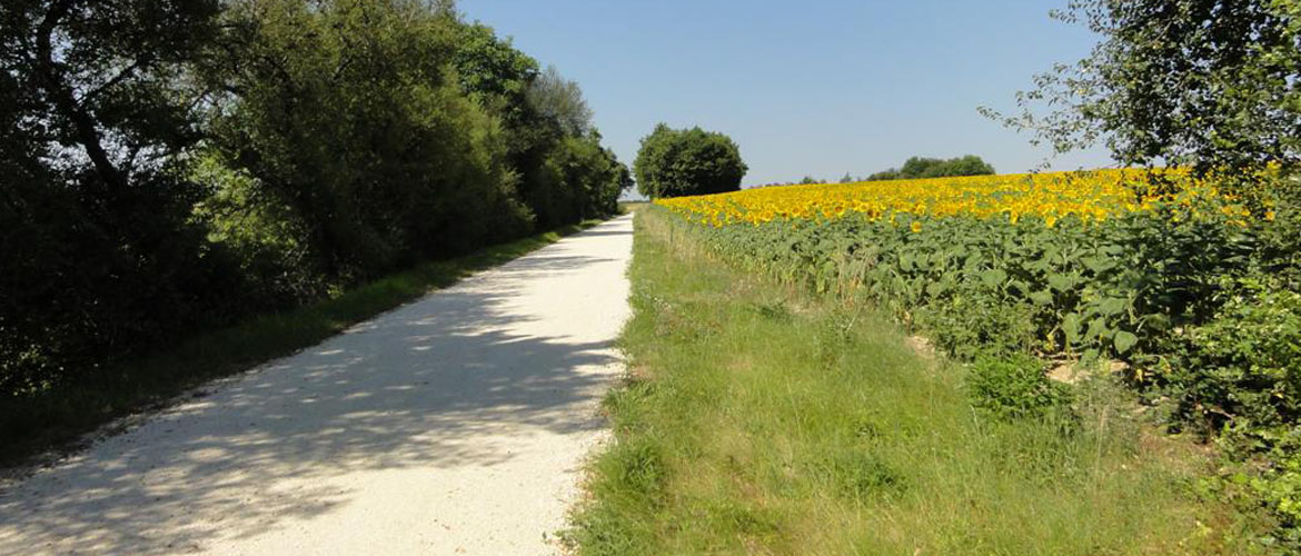 Coulée verte tournesols