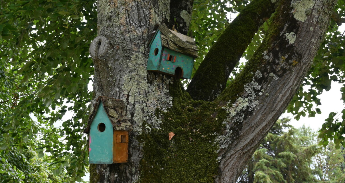 Deux nichoirs pour oiseaux, accrochés dans un arbre